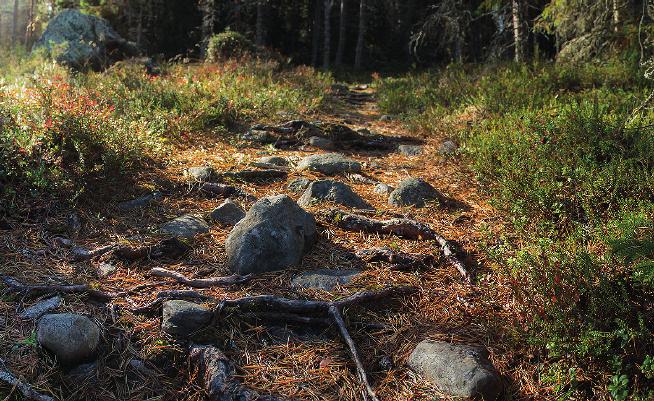 Foto: Erik Rahm Stigen skogens vindlande nervsystem Vi väljer ofta en väg genom skogen som är lättframkomlig och där vi lätt hittar. Vi vill känna oss trygga och inte gå vilse.
