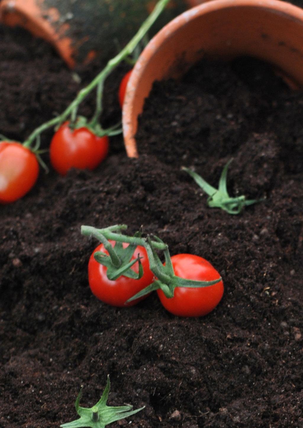 TOMATPLANTOR 3 STYCKEN FÖR 99 KR ORD.PRIS 45 KR/ST TOMATPLANTOR 4 STYCKEN FÖR 100 KR PS! MAGASINET FINNS DIGITALT PÅ VÅR HEMSIDA!