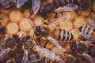3.2.18-4638/16 Europe-wide evaluations of Varroa mite-surviving honeybee populations for their potential in mite-resistant breeding 32 Sökanden: Ekologicentrum, SLU Projektledare: Barbara c/o Barbara