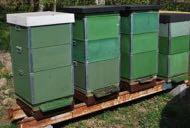 3.2.18-4625/16 Pollinatören informationsspridning 70 Sökanden: Biodlingsföretagarna Projektledare: Jonny c/o Patrick Ulvtorp Hansson Stenabyvägen 11 372 94 Listerby jonny@ulvtorp.