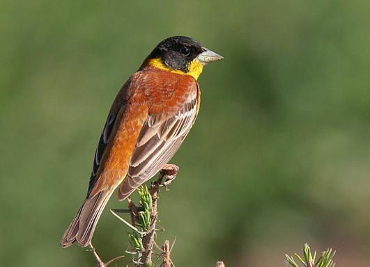 Lesbos, Grekland 28 april 5 maj 2018 med Curt Johnsson Svarthuvad sparv, en av många skönheter på Lesbos. Foto: Curt Johnsson Varmt välkommen på AviFaunas resa till Lesbos!