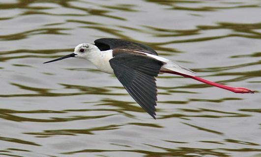 Över våra huvuden ses ibland t.ex. alpseglare och rostgumpsvala, samt en eller flera av svart stork, ormörn, örnvråk, aftonfalk, eleonorafalk och pilgrimsfalk.