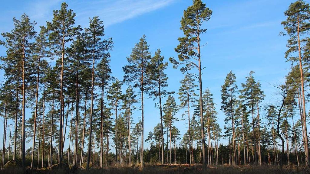 Tallen är det nästvanligaste trädet i vår skog efter granen.