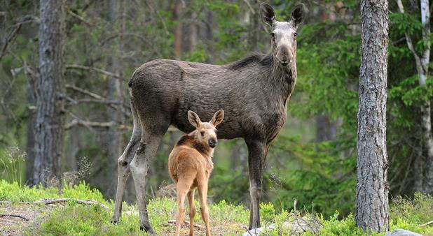 De första djuren som kom till Finland var fiskar, sälar och fåglar.