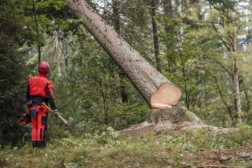 Efter det gör man ännu en till två gallringar till och