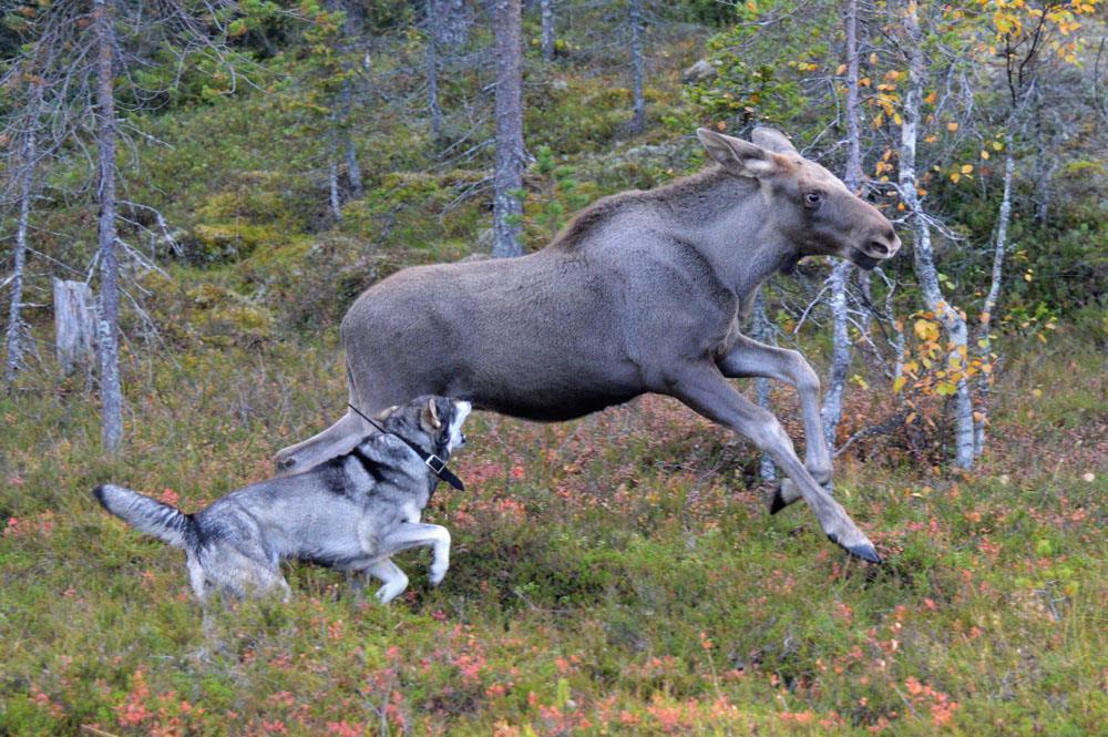 Man får inte ha hunden lös i skogen mellan den första