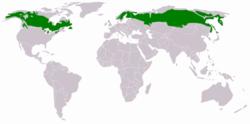I Finland, Sverige och Norge samt Ryssland och Nordamerika förekommer