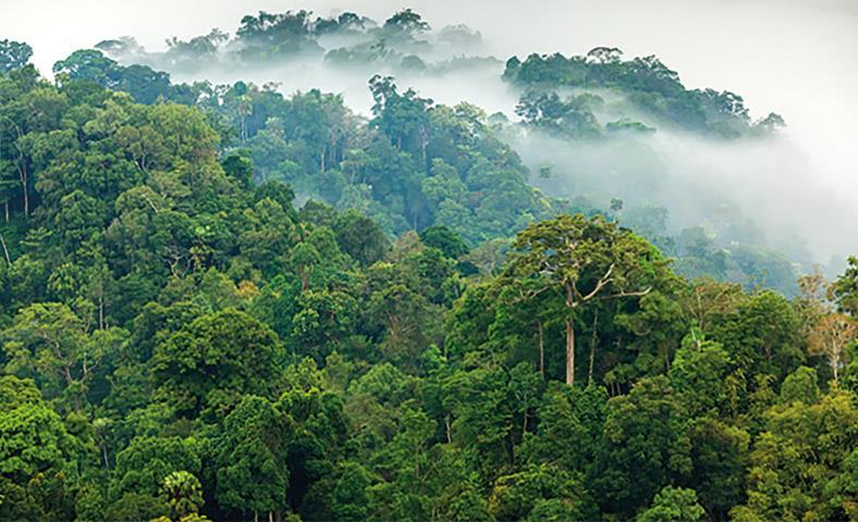Tyvärr hugger man ner mycket träd i regnskogarna som för