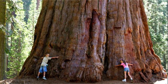 De största träden i världen finns i