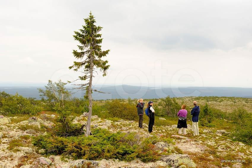 Jordens äldsta träd finns i Sverige och lär vara 9550 år gammalt för att det så