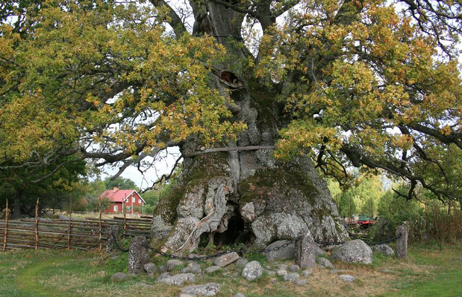 Det äldsta trädet i Norden brukar sägas vara en
