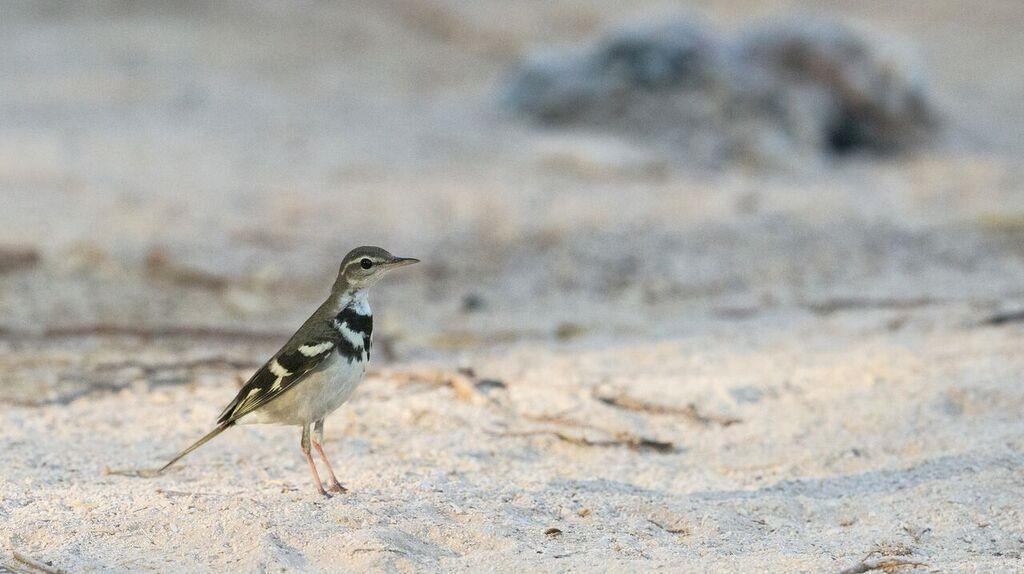 Hypocolius. Tre östliga sammetshättor var länge det bästa innan Peter upptäckte en Forest Wagtail.