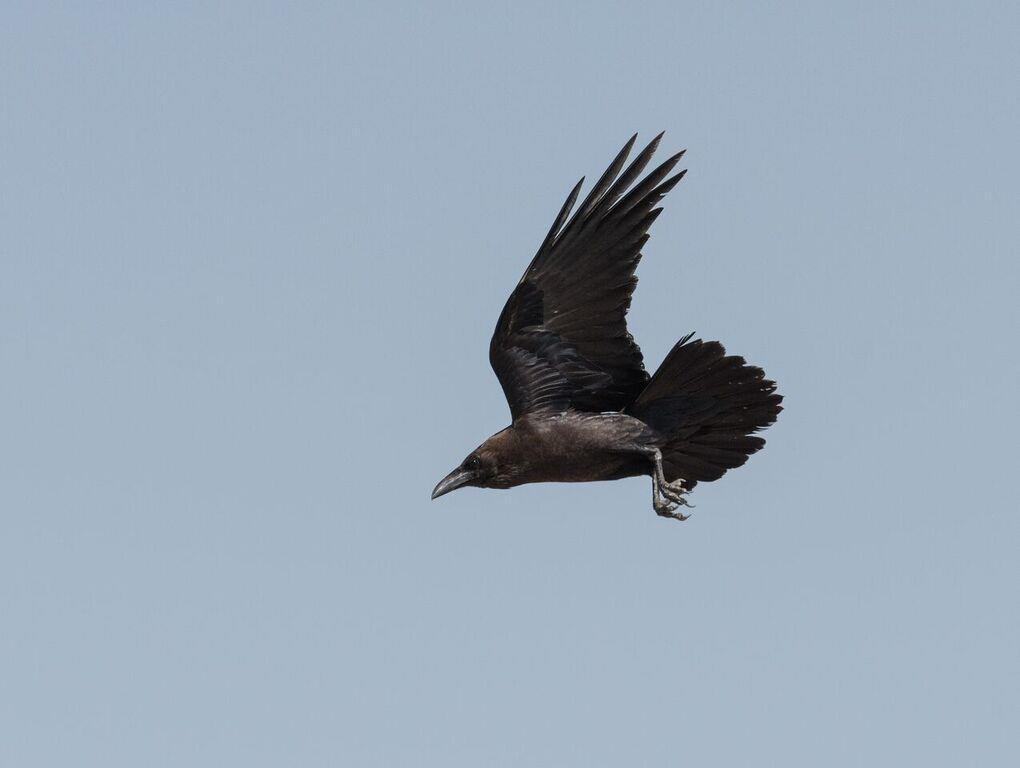 Resnya arter var också långstjärtduva, dvärgörn, stäppvarfågel och Abyssinian White-eye. Common Hawk Cuckoo vanlig i Indien, men inte här! Tredje fyndet!