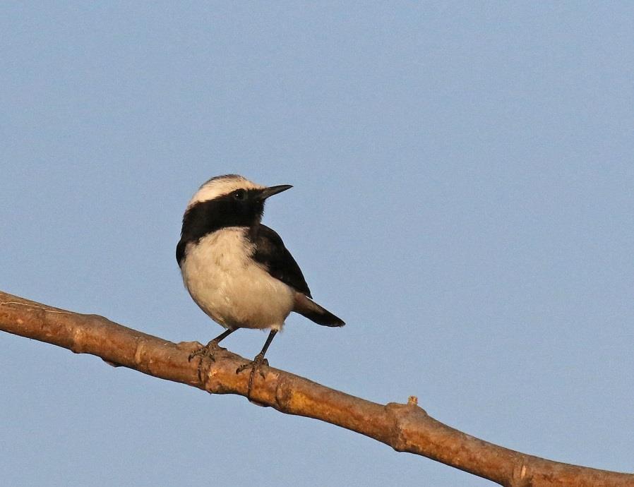 South Arabian Wheatear (Christer) Vi fortsatte vidare mot Jabal Samhan varifrån man hade en enorm utsikt över kustslätten. Berget stupade här brant ned med närmare tusen meter.