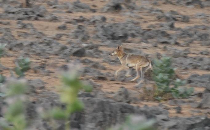 Två olika grupper besökte Sahnawt Farm, eller rättare sagt skådade in i den från det omgivande staketet. Här var det massor av fågel, av vilka det roligast var en flock om inte färre än 56 stäppvipor!