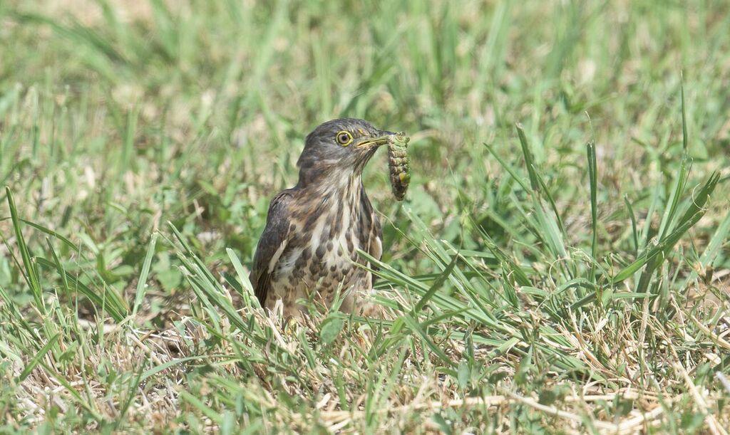 Forbes-Watson's Swift. Apus berliozi. Seen four days in the south with a total of about 15 individuals. Western Koel (Asian Koel). Eudynamys scolopaceus. One male at Dawka Farm November 14.