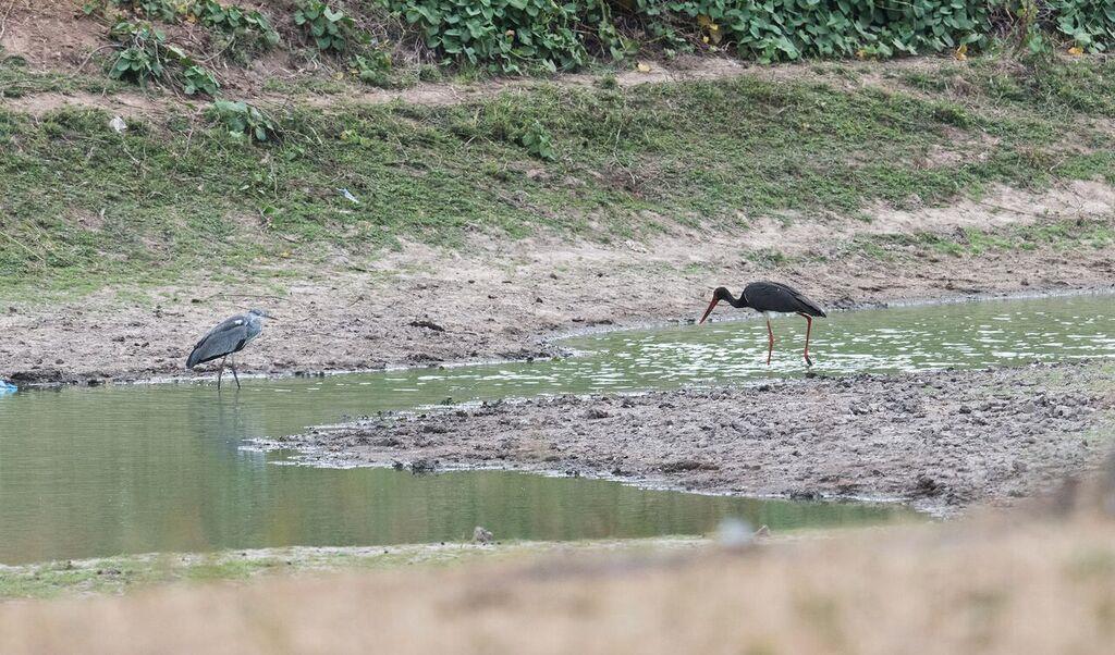 (Peter) Abdim's Stork. Ciconia abdimii. 600 + at Raysut sewage treatment plant November 20. White Stork. Ciconia ciconia.