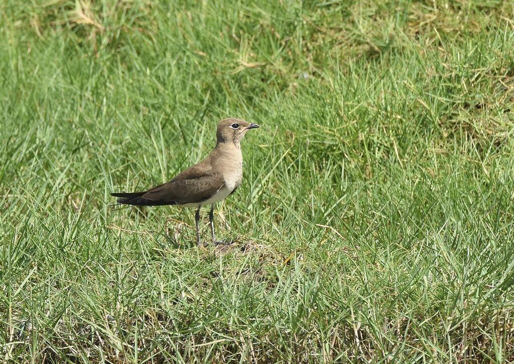 (Jörgen) Brown Noddy. Anous stolidus. Four at sea outside Al Mughsayl November 18, Slender-billed Gull. Larus genei. Common. Seen nine days. Black-headed Gull. Larus ridibundus.