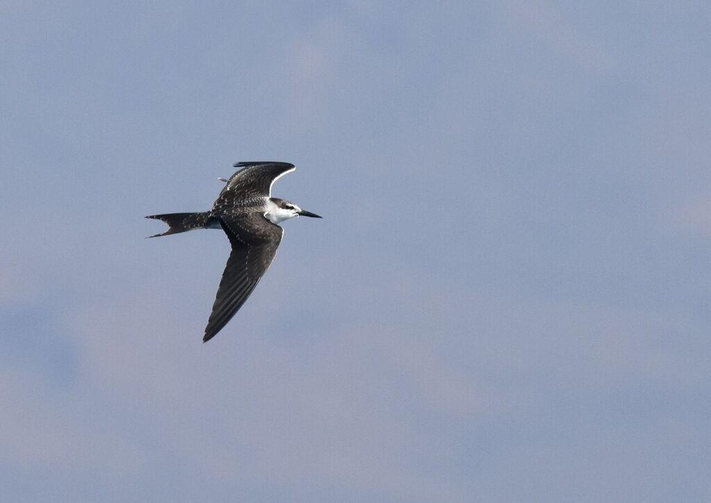 (Jörgen) Saunders's Tern. Sternula saundersi. Seen five days with a total of 18 individuals. Common Gull-billed Tern. Gelochelidon nilotica. Seen four days with a total of ten individuals.
