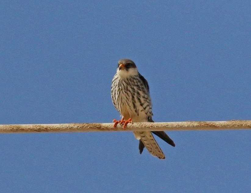 (Christer) Sooty Falcon. Falco concolor. Eight at Mina Fahal, an island ouside Muscat, November 8. Eurasian Hobby. Falco Subbuteo.