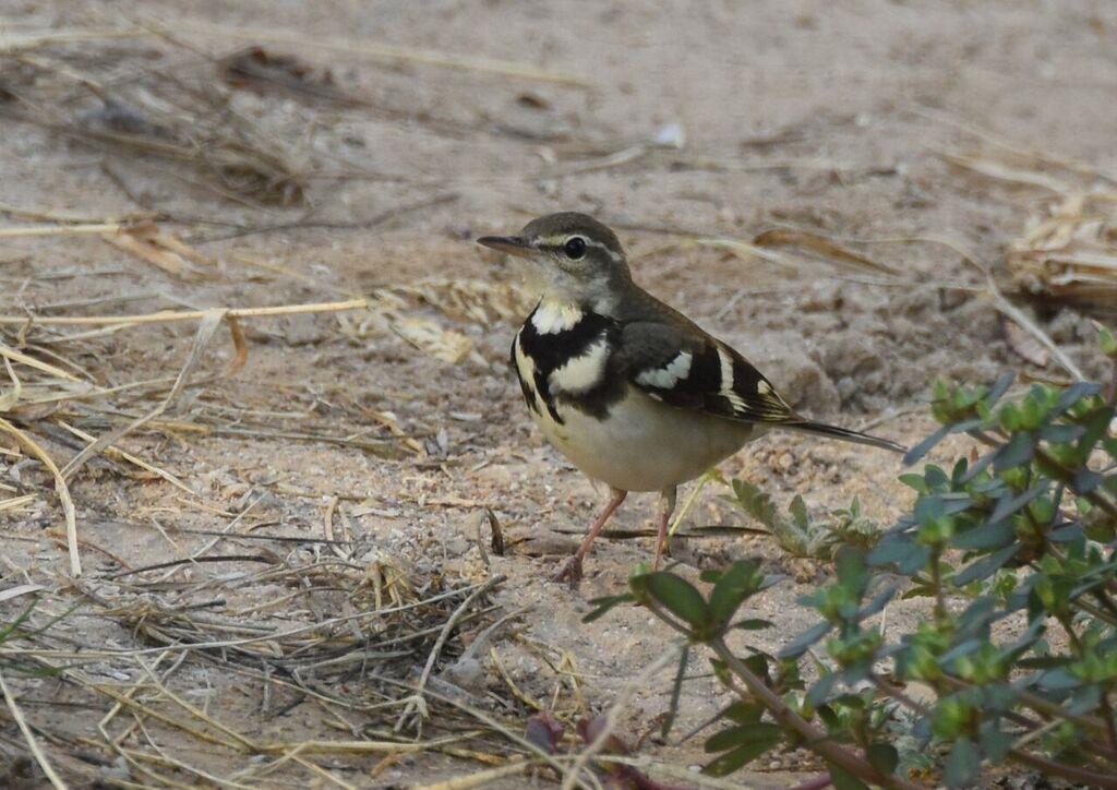 Bar-tailed Lark. Ammomanes cincture. At least one bird among many Desert Larks at a small farm south of Mudayy November 18. Desert Lark. Ammomanes deserti.