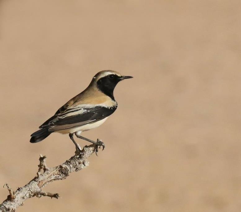 (Christer) Isabelline Wheatear. Oenanthe isabellina. Common. Seen eight days. Spotted Flycatcher. Muscicapa striata. Two at Al Balid Farm November 14 and one in Wadi Darbat November 17.