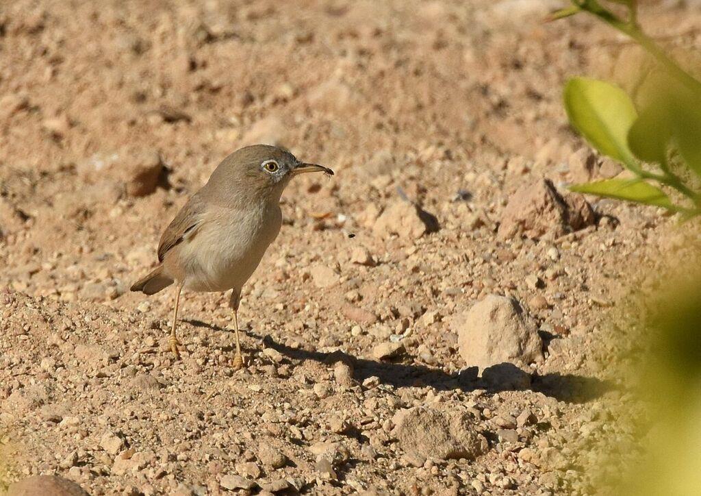 Arabian Warbler. Sylvia leucomelaena. One male heard in Ayn Hamran November19 and two seen at Ayn Razat November 20. Desert Warbler. Sylvia nana. Seen four days with a total of seven individuals.
