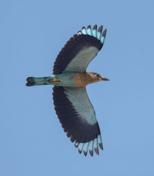 Indisk blåkråka (Peter), Arabian Green Bee-eater (Peter),