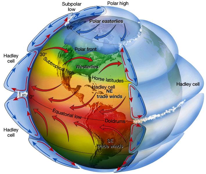 Cirkulationen på mellanlatituderna Polarcellen Termiskt direkt cirkulation (varm luft