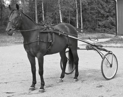 Introduktion Djur får enligt djurskyddslagen inte utsättas för lidande i samband med träning och tävling. Det ställer höga krav på hästens utrustning och hur den används.