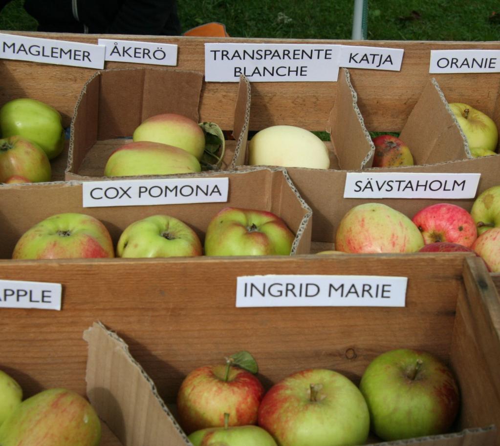 24. Äppelfest på Eda lägergård När: 10 september kl. 11 15 Var: Eda lägergård, Lagga Blommor, bin, honung och frukt hur hänger det ihop egentligen?