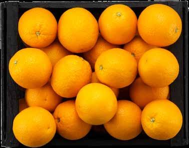 APELSINER 1,5 KG I NÄT Spanien. Ca 1500 g.