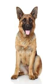 Vårdhygieniska rekommendationer - Hundar på besök inom vård och omsorg Olämpligt att personalens, vårdtagarens egna eller besökandes hundar förekommer inom akut slutenoch öppenvård.