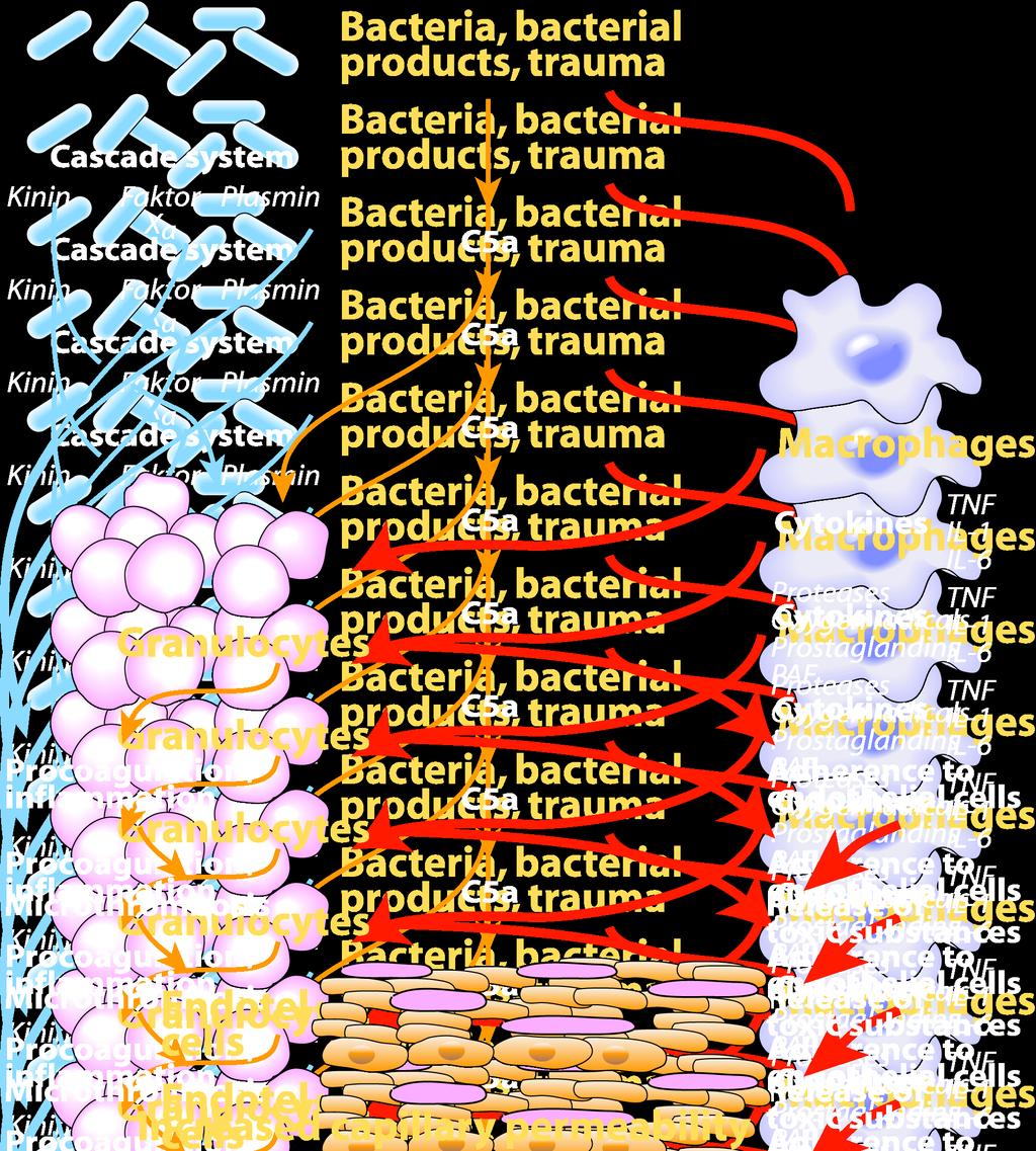typer av TLR (toll-like receptor) utgör exempel på PRR.