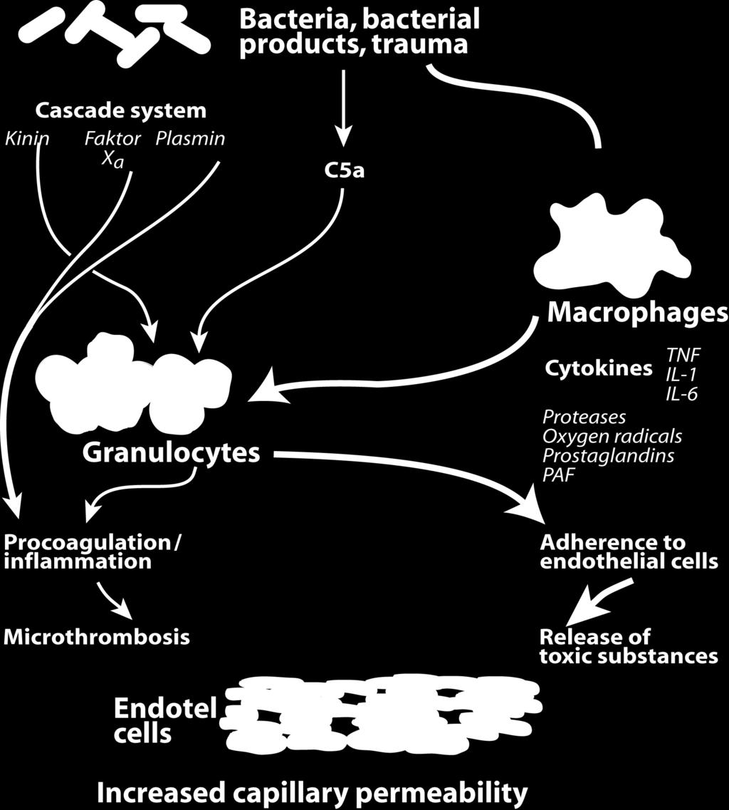 (interleukin-1), TNF-a (tumor necrosis factor-a) och andra cytokiner.