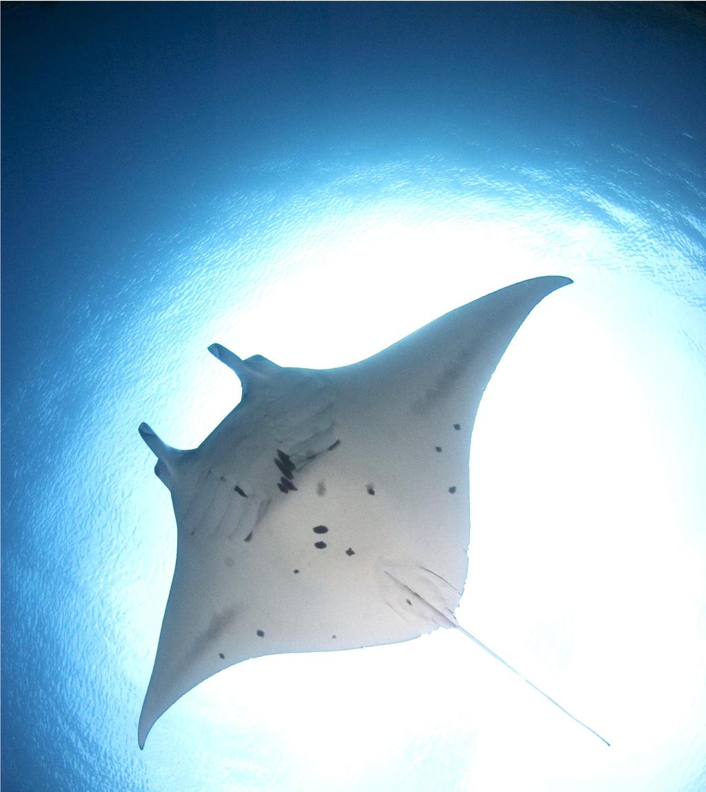 www.divingtravel.
