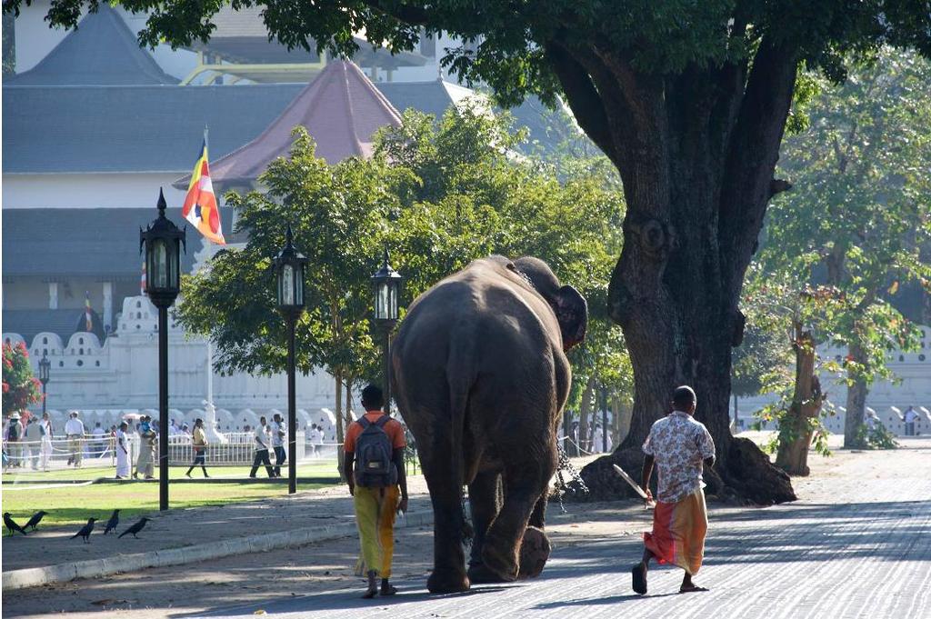 känna havets vindar. Efter incheckning på vårt hotell samt tid för vila gör vi gemensamt en stadsrundtur med guide. Övernattning på hotel ZMAX Fairway i Colombo Dag 02.