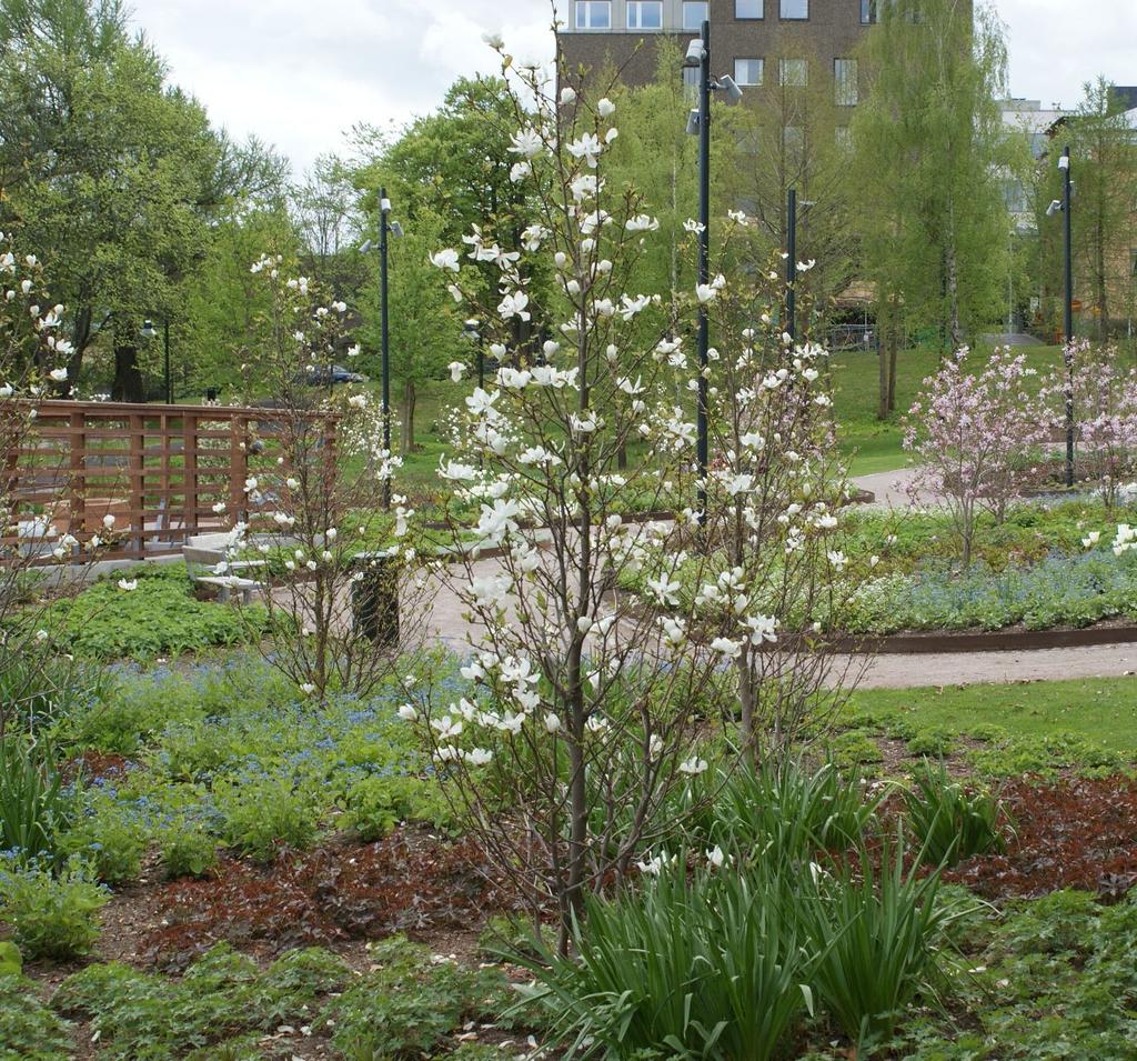 Magnoliastigen Som ryggrad genom parken föreslås slingrande rabatter på ömsom den ena, ömsom den