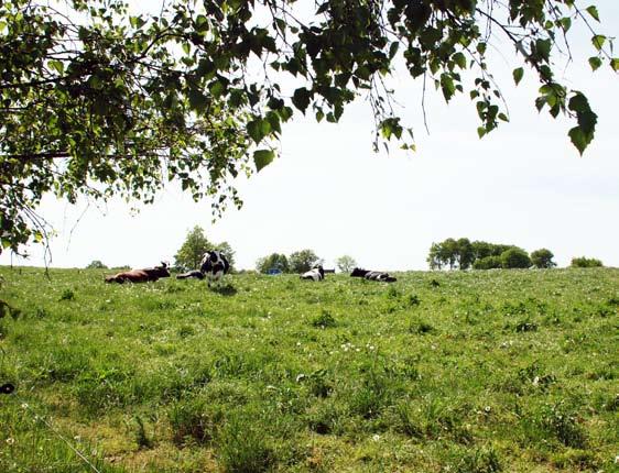 Vallfröblandningar Slåttervall med Hykor* Hykor Power Utmärkt som ensilage med stor uthållighet och överlägsen återväxt, syns tydligt i :e en och beror till stor del på rörsvingelhybriden Hykor.