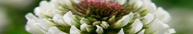 Avkastning Vitklöver Vitklöver är en flerårig växt med underjordiska utlöpare som bildar stora mattor. Växten har långsam etablering men tidig första som gynnar tillväxten.