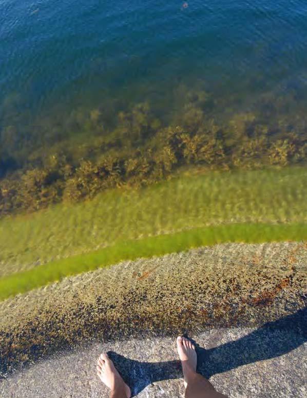 ATT FÖRVALTA HAVSMILJÖN Foto: Per Bengtson/Grön idé Aktionsplan för