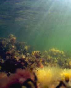 BEDÖMNINGAR AV BIOLOGISK STATUS VID SVEALANDSKUSTEN Blåstångsbotten.