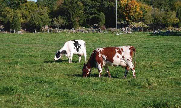 VATTNETS KEMI OCH BIOLOGI Foto: Per Bengtson/Grön idé fosforläckaget ska vara specifika för varje fält och kunna fungera under den del av året när fosforflödena är höga.