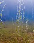 ..52 Svenska havsområden påverkar varandra...53 Tången på väg åter i öst...6 Bottenvegetation...62 Bottenfauna tappar mark...64 Bottenfauna...67 Mångfald i förändring.