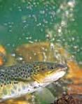 ..74 Perfluorerade ämnen 76 Miljögifter i biota 78 Kemikalier i sediment 79 Miljögifter i sediment 8 Dioxiners ursprung 82 TBT i nätsnäckan 85 Vikaresälen pressad av