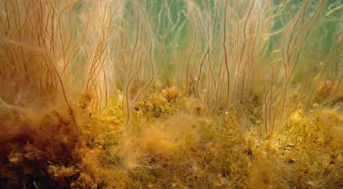 Växtsamhällena förändras Jan Karlsson, Göteborgs universitet / Stefan Tobiasson, Högskolan i Kalmar / Hans Kautsky, Stockholms universitet MILJÖÖVERVAKNING 27 bottenvegetation Östersjön Växtligheten