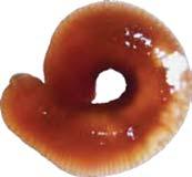 LIVET PÅ BOTTNARNA ARTSAMMANSÄTTNING GOTLAND FÖREKOMST: MARENZELLERIA procent 8 6 4 tusensnäcka (Hydrobia) östersjömussla (Macoma balthica) vitmärla (Monoporeia affinis) sandmärla (Bathyporeia