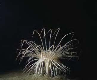 LIVET PÅ BOTTNARNA KATTEGATT ÖPPET HAV Anholt Fladen Vinga Stor cylinderros (Pachycerianthus multiplicatus), en västkustart som lever på minst 4 meters djup.
