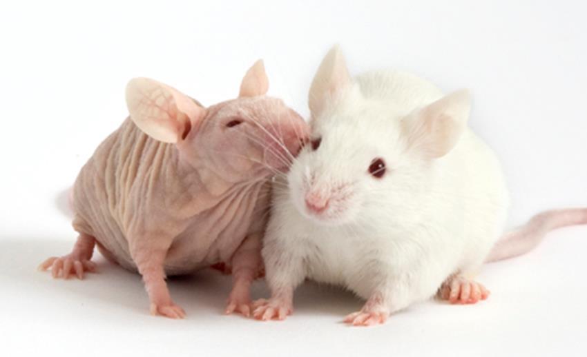 Antal försöksdjur på Medicinska fakulteten 2016 40 000 möss 10 000 råttor 100 marsvin 100 kaniner 100 grisar