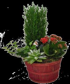 Julglöd, ormbunke och